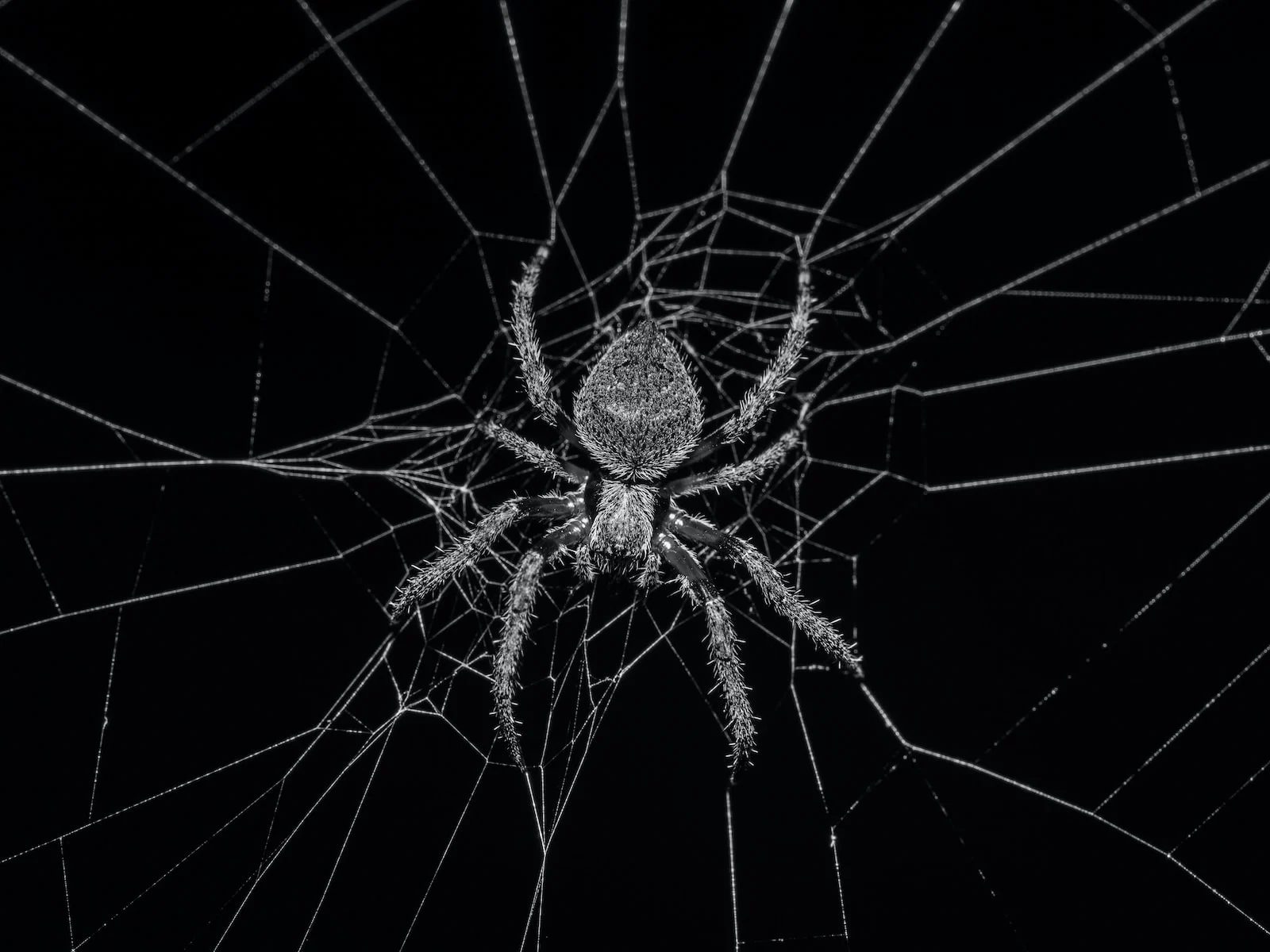 grayscale photography of spider